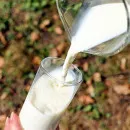 Новосибирская область нарастила производство молока с 2013 года на 39%