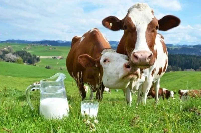 фотография продукта Молоко коровье сырое