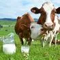 молоко коровье сырое оптом в Новосибирске